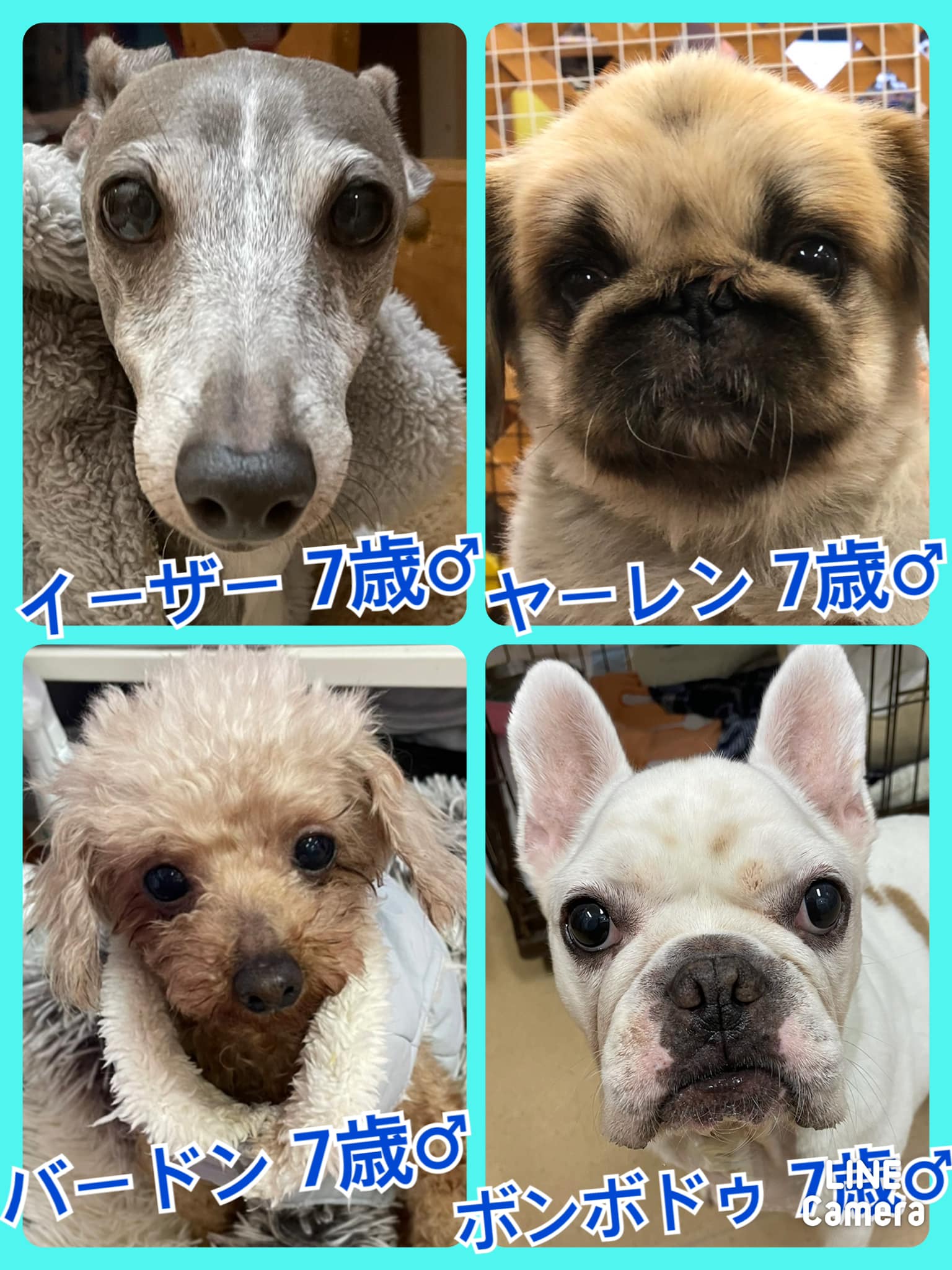 🐾今日の里親様募集中ワンコ🐶メンバーです🐾2022,1,22【保護犬カフェ天神橋店】